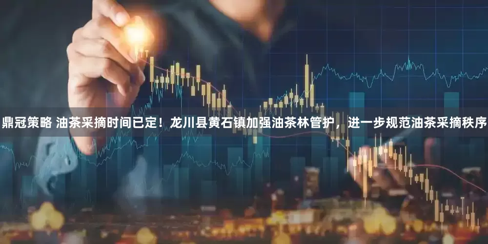 鼎冠策略 油茶采摘时间已定!龙川县黄石镇加强油茶林管护,进一步规范油茶采摘秩序